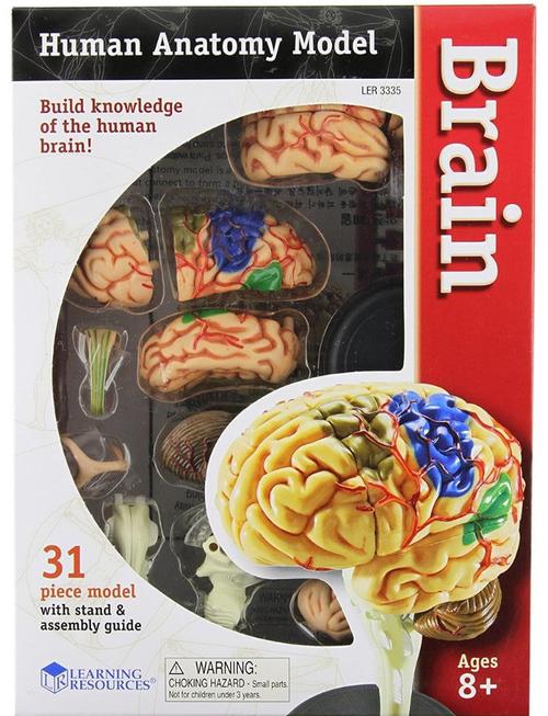 Poze Macheta Creierul uman Learning Resources LER3335