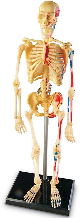 Poze Sablon corp uman Learning Resources LER3337, Schelet