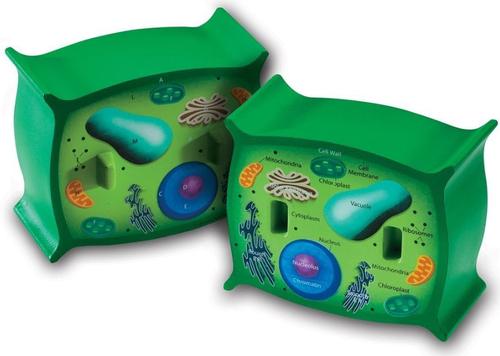 Poze Sectiunea celulei plantei Learning Resources